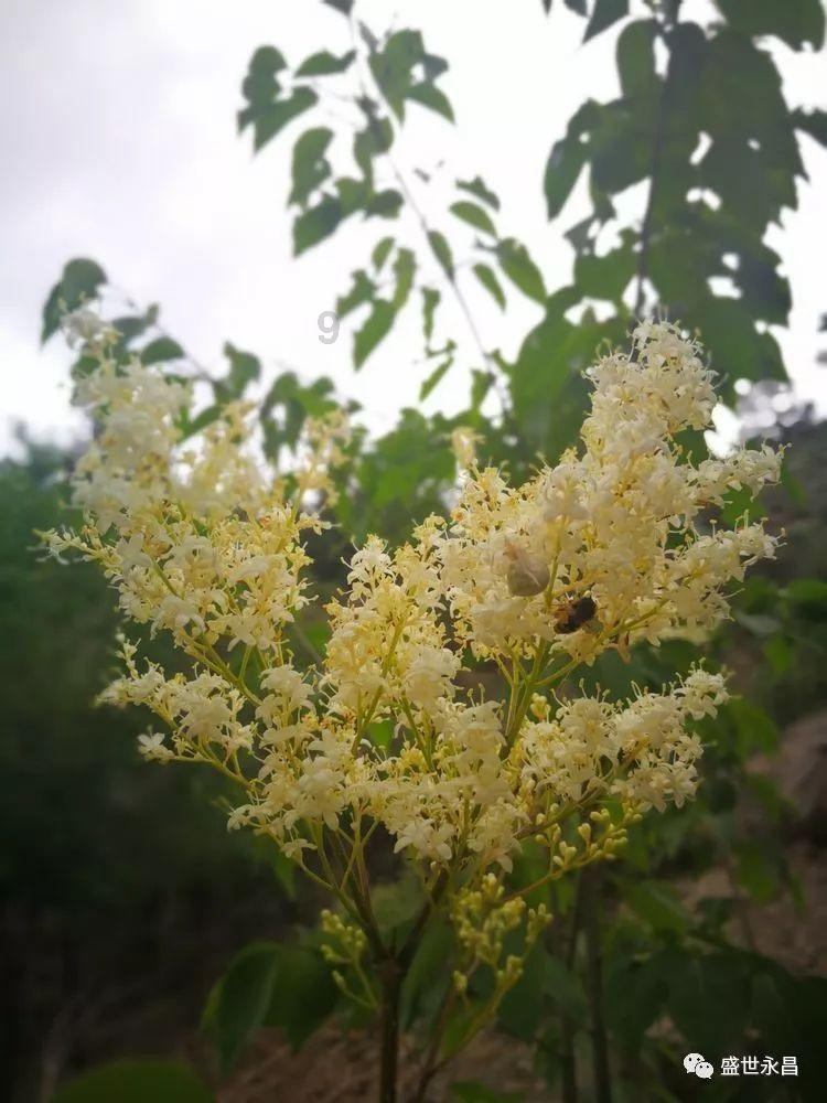 虫虫助手下载